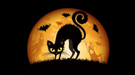 halloween_cat_2014-872